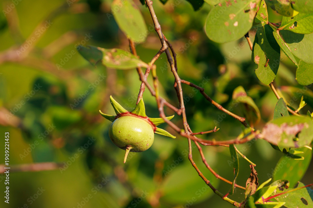 Obraz premium Mangrove Fruit on Tree in Kalametiya Reserve, Sri Lanka