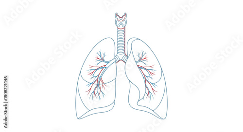 Anatomical Human Lungs Outline Icon with Bronchi for Respiratory Health on an Isolated White Background.