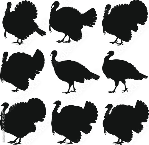 Turkey silhouettes collection, wild bird pose variety, black turkey shapes, farm poultry wildlife vector illustration isolated on white background