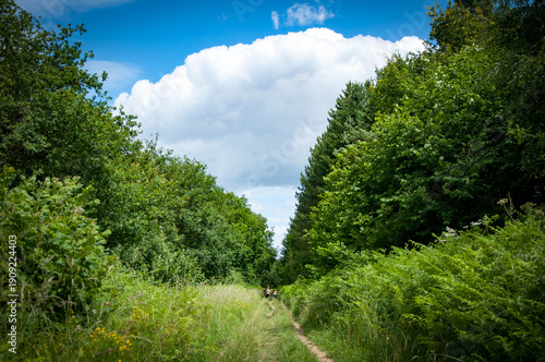 Obraz na plátně A large cumulonimbus cloud towers above a firebreak path in a lush leafy forest