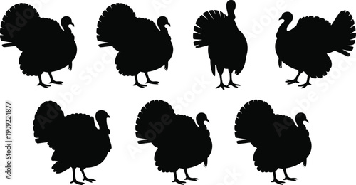 Black silhouette vector set of domestic farm turkey birds in various poses and angles isolated on white background for thanksgiving and autumn holiday design