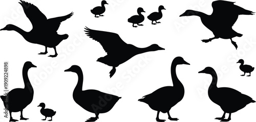 Black silhouette vector set of domestic geese and ducks including flying birds and small ducklings isolated on white background for nature and farm design