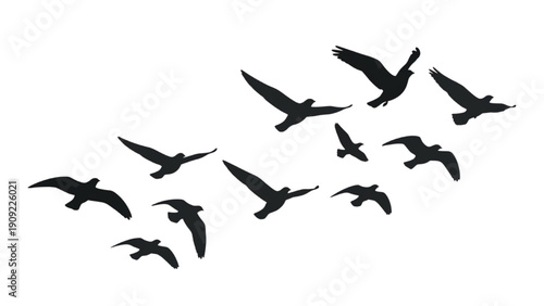 A flock of birds in flight, silhouetted against a clear sky from a low viewpoint