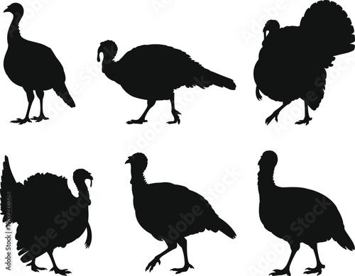 Collection of Wild Turkey Silhouettes Featuring Tom Turkeys with Fanned Tails and Hens Grazing Isolated on White Background for Thanksgiving Holiday Graphic Design Projects