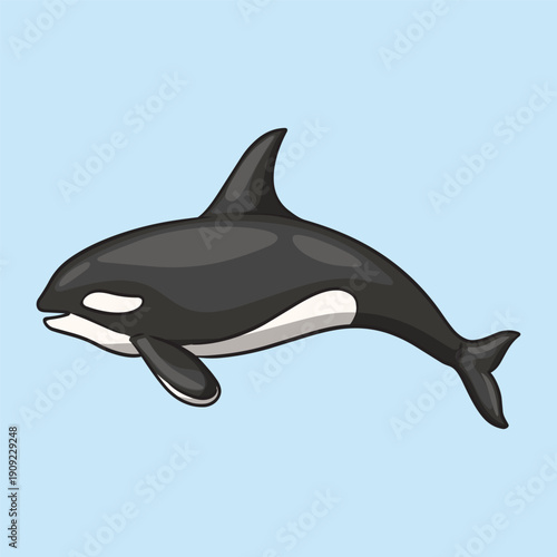 Majestic orcinus orca or killer whale marine mammal aquatic wildlife