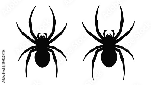 Two black spiders with long legs and round bodies on a white background isolated on white background, Vector