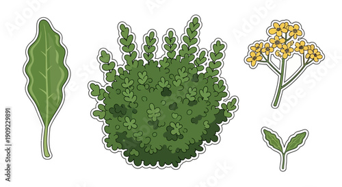 Green foliage and flowering plant branches isolated on white background