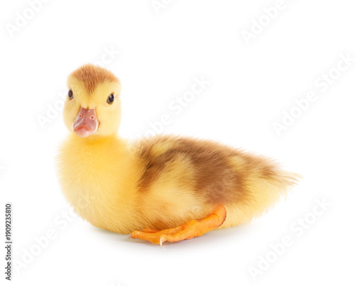 Cute duckling on white back...