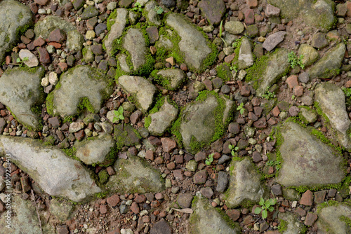 Canvas Print mossy pebbles on the ground