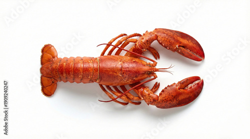 lobster isolated on white background 