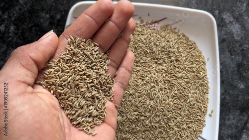Close-up of a person holding a handful of dried cumin seeds (Jeera)