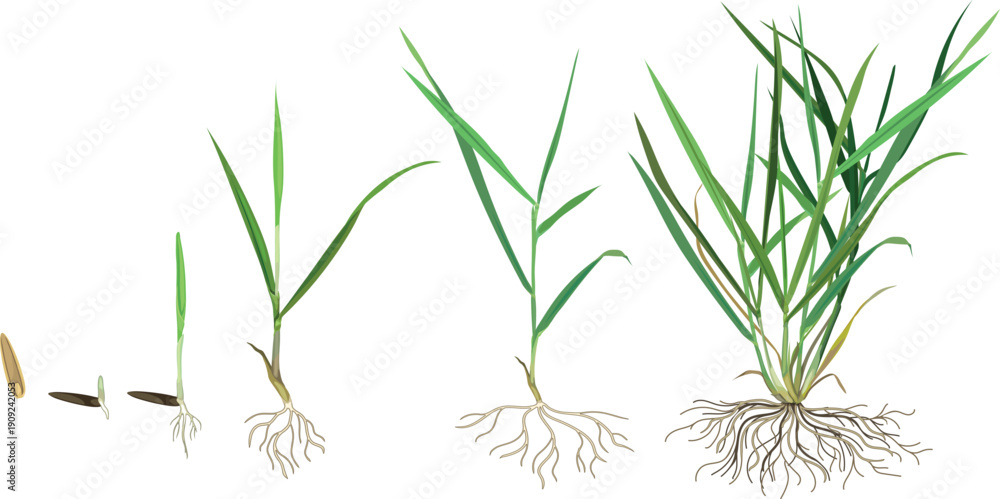 Fototapeta premium Growth stages of lawn grass (Perennial ryegrass or Lolium perenne) plant development from seed germination to tillering. Life cycle of lawn grass isolated on white background