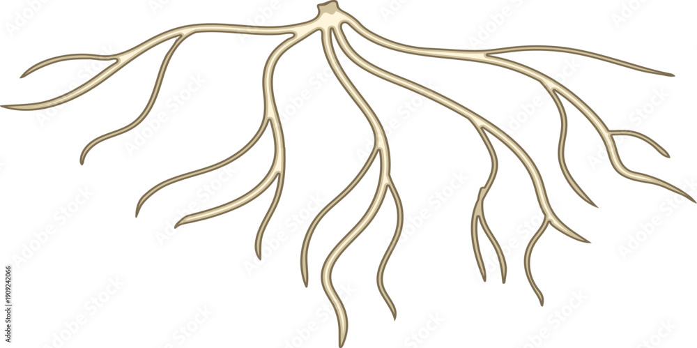 Naklejka premium Fibrous root system isolated on white background