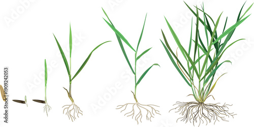Growth stages of lawn grass (Perennial ryegrass or Lolium perenne) plant development from seed germination to tillering. Life cycle of lawn grass isolated on white background