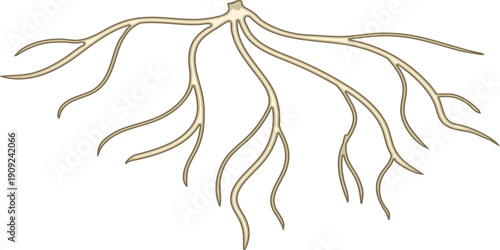 Fibrous root system isolated on white background