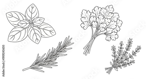 Hand-drawn illustration of fresh herbs: basil, rosemary, parsley, and thyme, isolated on white.