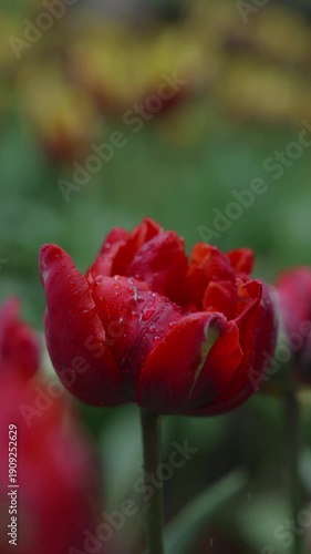 Close-up of vibrant red tulip in a garden with raindrops on petals during springtime bloom