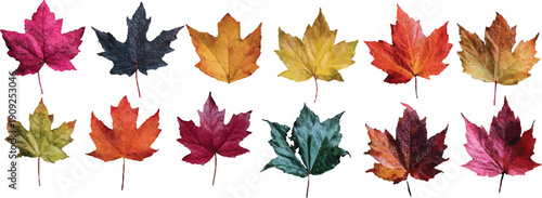 autumn leaves isolated on white background