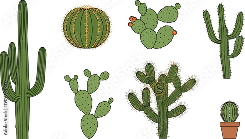 Collection of Various Cactus Plants Illustrations.
