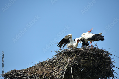 Tablou pe pânză Two white storks