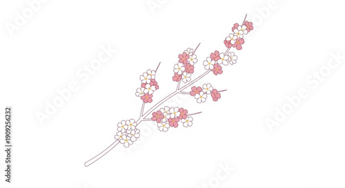 Delicate pink and white cherry blossoms on a branch with soft petals and a slender stem on a white background