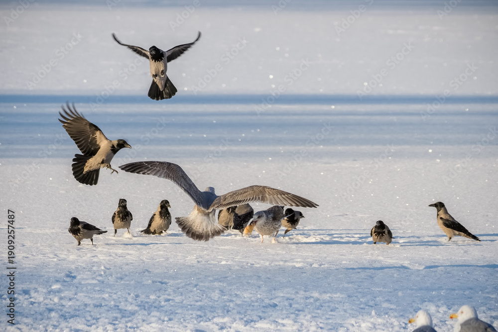 Fototapeta premium Battle of birds for a piece of bread in winter.