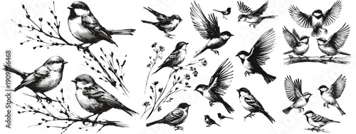 The Avian Symphony Birds line art drawing sketch vector hand drawn illustration