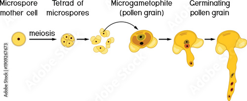 Sexual process in spruce from the microspore mother cell to the male gametophyte (pollen grain). Pollen germination and pollen tube growth in gymnosperms.