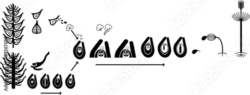 Black silhouette of life cycle of spruce tree: reproduction of gymnosperms with titles