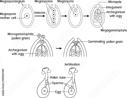 Coloring page with stages of pollination and fertilization in spruce. Sexual process of spruce from formation of the female gametophyte to fertilization.