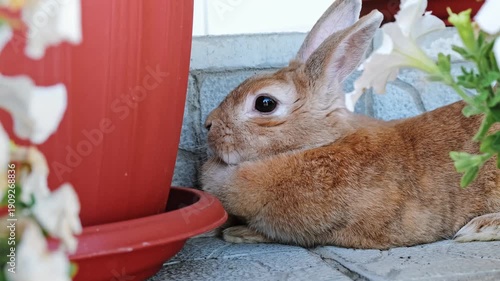 A beige decorative rabbit hiding among flowers stands on hind legs and sniffs and licks itself. Cute Easter Bunny. Adorable pet on a walk in a country house. Domestic animal. High quality 4k footage.