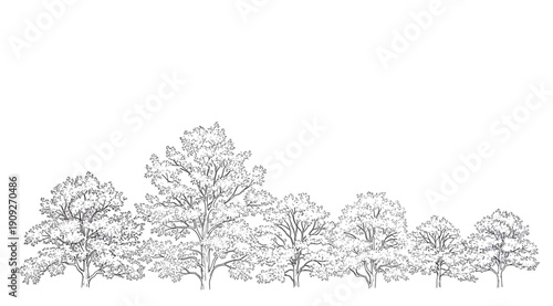 A group of trees on a white background