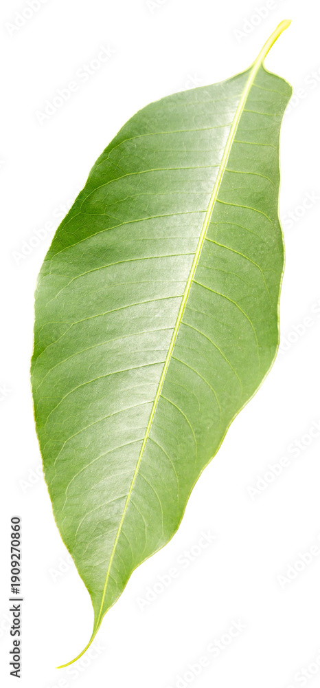 Obraz premium A large green leaf is cut out on a transparent background. This leaf can be used in various projects, including illustrations and design work related to nature and plants