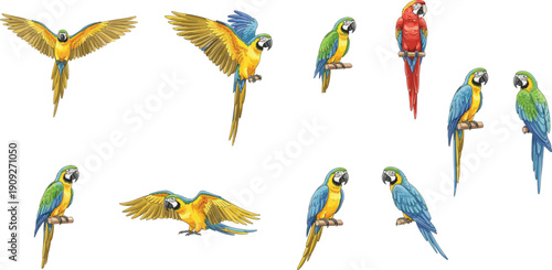 Colorful parrot macaw bird collection illustration featuring tropical parrots flying and perched, exotic wildlife nature artwork isolated vibrant avian set