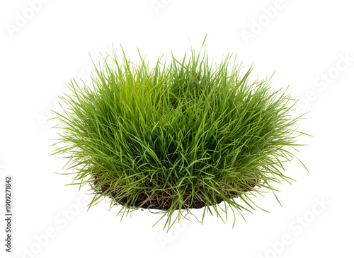 Fresh clump of bright green grass with exposed roots and soil base isolated on a black background cutout