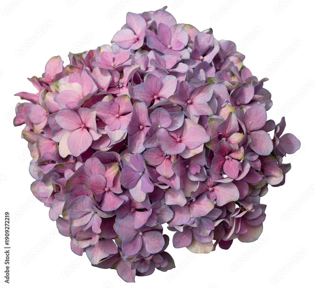 Fototapeta premium A collection of pink hydrangea flowers sits on a transparent background. The flowers are tightly grouped, showcasing their delicate petals and natural beauty. Ideal for design projects