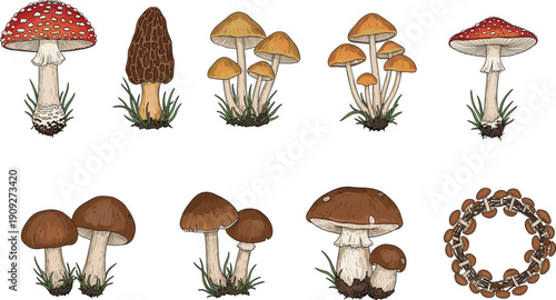 Hand drawn mushroom collection illustration featuring edible and poisonous forest fungi species isolated on white background botanical vintage style art