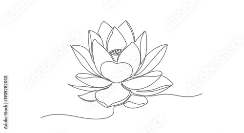 Lotus flower blooming