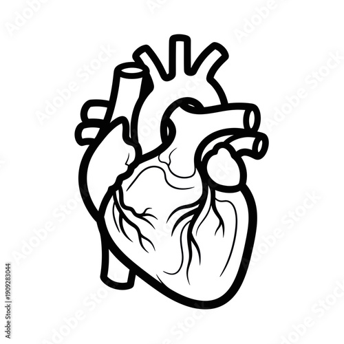 Human Heart Anatomy Outline Vector Icon