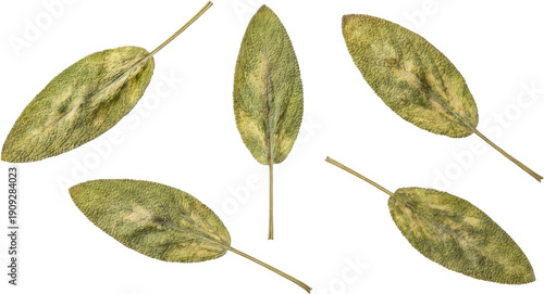 Collection of five dried sage leaves with detailed texture and variegated green and yellow coloration arranged in a dynamic composition herb natural organic transparent background