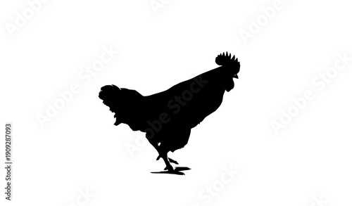 Black Rooster Silhouette Isolated on White Background