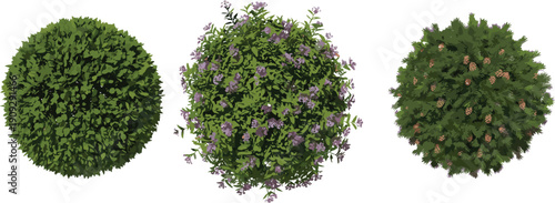 Top-down garden shrubs, three round hedges with lush green foliage, flowering lavender shrub, pine cone evergreen, landscape design vector illustration