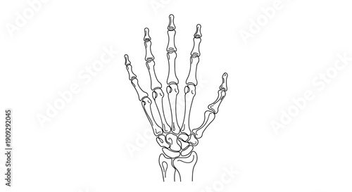 Human Hand Skeleton, Top View, Single Line Art Illustration