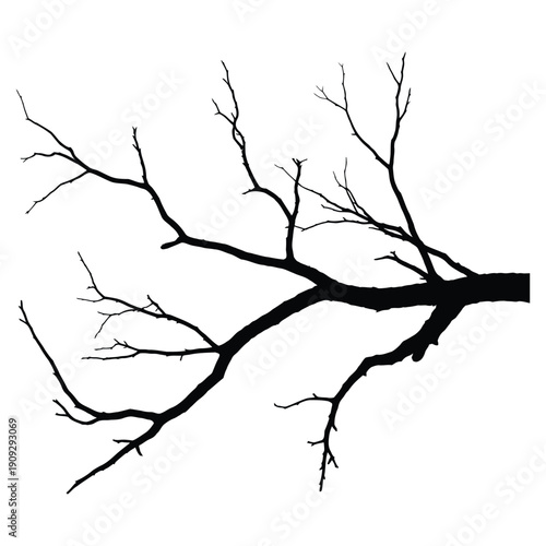 Bare Tree Branches Silhouette Extending Across Frame Isolated on white background