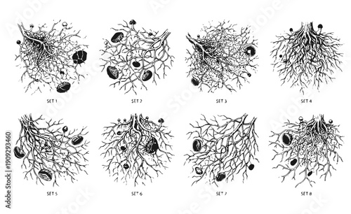Mycelium Network Silhouette Set - Black Fungal Root Web and Underground Filament Graphics Isolated on White