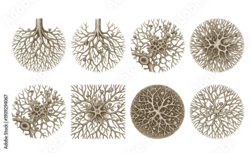 Mycelium Network Silhouette Set - Black Fungal Root Web and Underground Filament Graphics Isolated on White