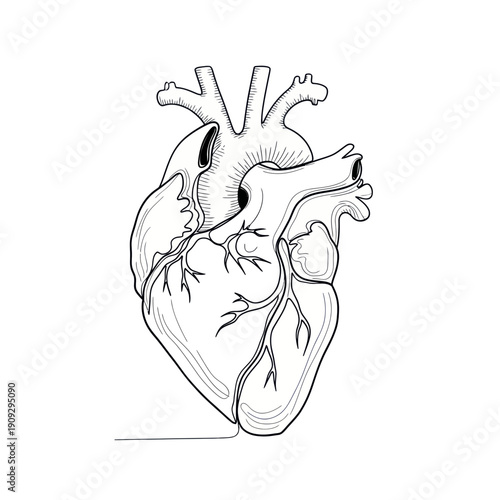 Anatomical Heart Drawing - Medical Science and Healthcare Concept