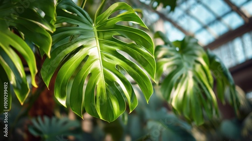 Tropical leaf detail closeup