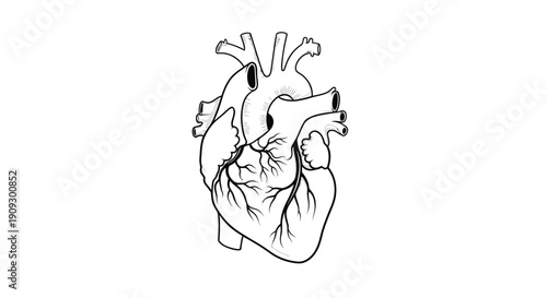 Anatomical Heart Drawing, Human Organ, Medical Illustration, Line Art