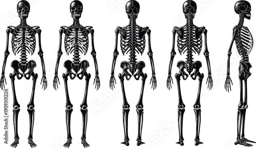 Human skeleton anatomy illustration set, front back and side view skull rib cage bones structure medical educational vector isolated on white background